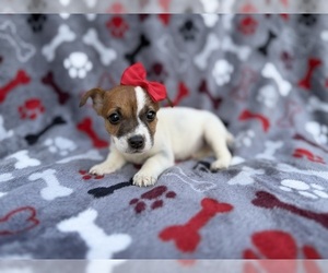 Jack Russell Terrier Puppy for sale in LAKELAND, FL, USA