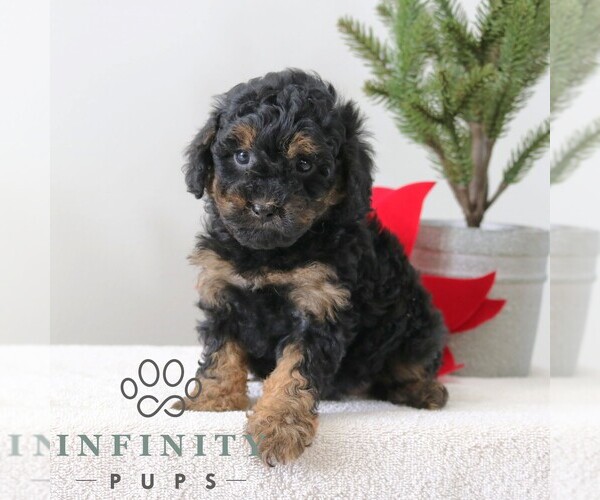 Medium Photo #4 Poodle (Miniature) Puppy For Sale in GORDONVILLE, PA, USA