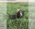 Small #3 Dachshund