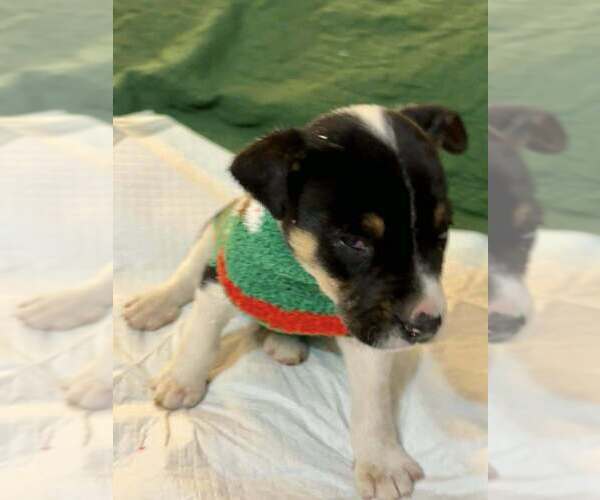 Medium Photo #3 Jack Russell Terrier-Unknown Mix Puppy For Sale in New York, NY, USA