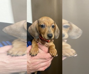 Dachshund Puppy for sale in FOLSOM, CA, USA