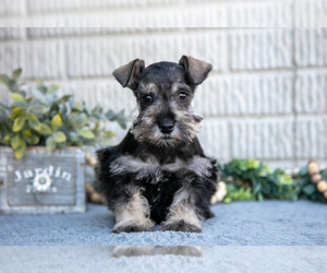 Medium Schnauzer (Miniature)