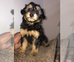 Yorkshire Terrier Puppy for sale in WASHINGTON, DC, USA