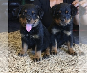 Rottweiler Puppy for sale in GREEN VALLEY, AZ, USA