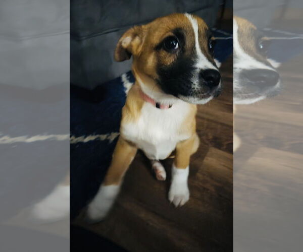 Medium Photo #3 Shepradors Puppy For Sale in Princeton, MN, USA