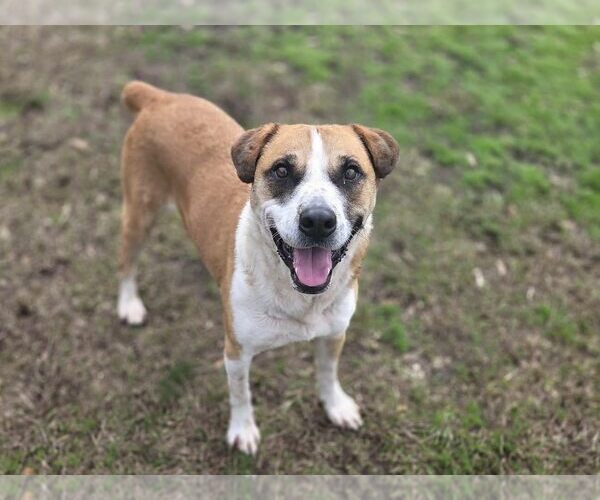 Medium Photo #6 Mutt Puppy For Sale in Anniston, AL, USA