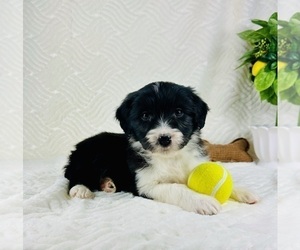 Miniature Australian Shepherd Puppy for sale in GREENFIELD, IN, USA