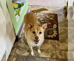 Small #3 Labrador Retriever-Pembroke Welsh Corgi Mix