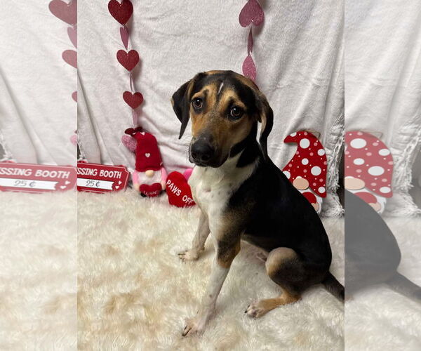 Medium Photo #11 Treeing Walker Coonhound-Unknown Mix Puppy For Sale in Germantown, OH, USA