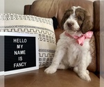 Puppy Fancy Pyredoodle