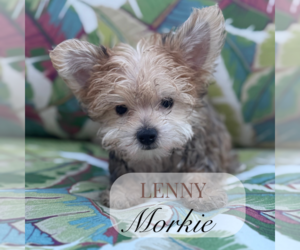 Morkie Puppy for sale in ELMHURST, IL, USA