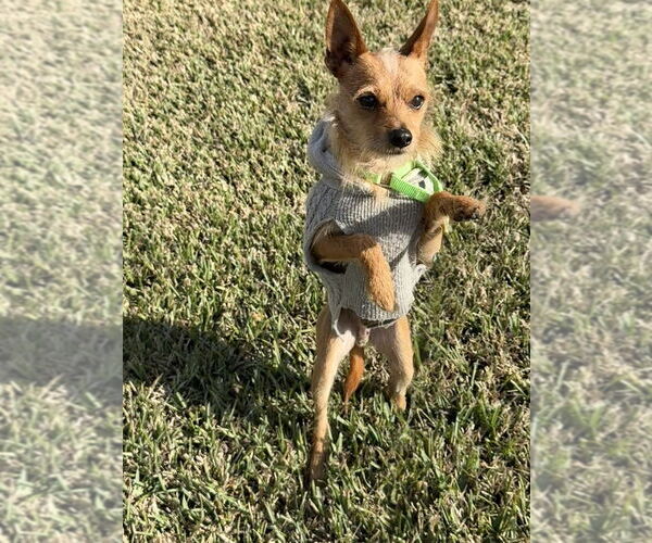 Medium Photo #3 Mutt Puppy For Sale in San Leon, TX, USA