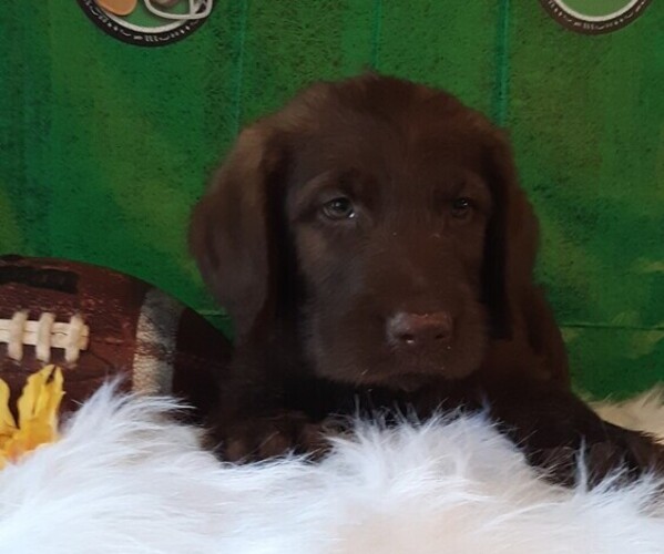 Medium Photo #1 Labradoodle Puppy For Sale in MILLEN, GA, USA