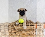 Small #3 Pug