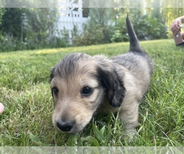 Medium Photo #13 Dachshund Puppy For Sale in SAVANNAH, TX, USA