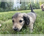 Small Photo #13 Dachshund Puppy For Sale in SAVANNAH, TX, USA