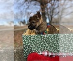 Small Photo #8 German Shepherd Dog Puppy For Sale in KANSAS CITY, KS, USA