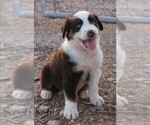 Puppy BTF Australian Shepherd