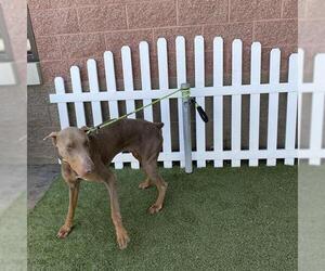Doberman Pinscher Dogs for adoption in Modesto, CA, USA