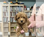 Puppy Little Red Poodle (Toy)