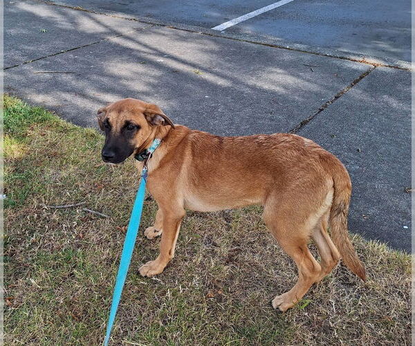 Medium Photo #3 Canaan Dog-Jack Russell Terrier Mix Puppy For Sale in Missouri City, TX, USA