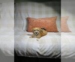 Image preview for Ad Listing. Nickname: Litter of 3