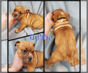 Olde English Bulldogge Puppy for sale in WHEELER, MI, USA