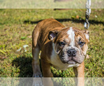 Small Photo #24 Olde English Bulldogge Puppy For Sale in OVERLAND, KS, USA