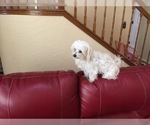 Small Photo #7 Maltese Puppy For Sale in BRKN ARW, OK, USA