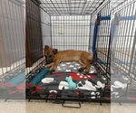 Small #3 Labrador Retriever Mix