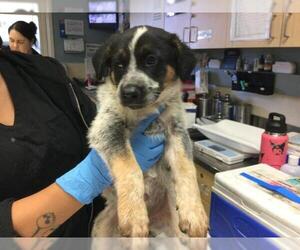 Mutt Dogs for adoption in Sebec, ME, USA