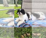 Small Photo #2 Shih Tzu Puppy For Sale in Weston, FL, USA