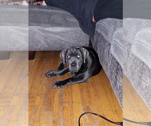 Cane Corso Puppy for sale in DEARBORN HEIGHTS, MI, USA