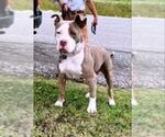 Small Photo #1 American Pit Bull Terrier Puppy For Sale in Fairfax, VA, USA