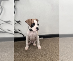 Boxer Puppy for sale in GREENFIELD, CA, USA
