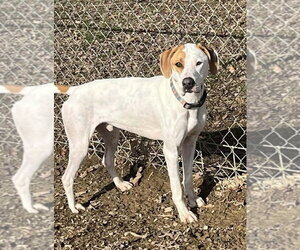 Hound Dawgs : Clark - Male Mutt Dog for Adoption - Photo #3