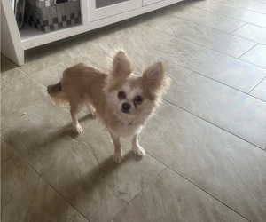 Mother of the Chihuahua puppies born on 01/24/2026