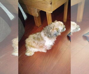 Shih Tzu Dogs for adoption in Oakdale, TN, USA