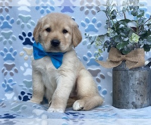 Anatolian Shepherd-Golden Retriever Mix Puppy for sale in LANCASTER, PA, USA