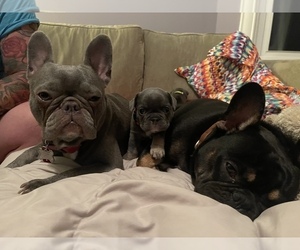 Father of the French Bulldog puppies born on 05/23/2021