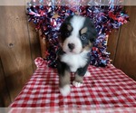 Small Photo #34 Bernese Mountain Dog Puppy For Sale in BLACK FOREST, CO, USA