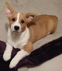 Pembroke Welsh Corgi Puppy for sale in OWOSSO, MI, USA