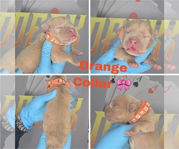 Medium Photo #1 American Bully Puppy For Sale in PORTAGE, IN, USA