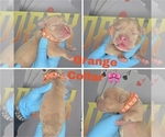 Image preview for Ad Listing. Nickname: Orange Collar