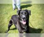 Small Labrador Retriever Mix