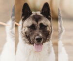 Small #4 Akita
