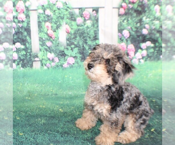 Medium Photo #8 Poodle (Miniature) Puppy For Sale in MIDDLEBURG, FL, USA
