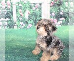Small Photo #8 Poodle (Miniature) Puppy For Sale in MIDDLEBURG, FL, USA