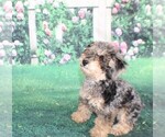 Small #7 Poodle (Miniature)