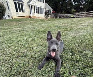 German Shepherd Dog Puppy for sale in RUCKERSVILLE, VA, USA